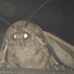 Dear r/flashlight and reddit