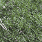 Finished up with a Morado handle hunter!