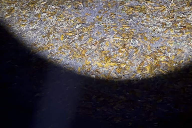 TS-27 in the dark…