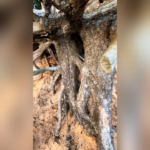 NKD full custom DOCK