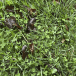 Finished up with a mini cleaver!