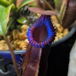 Another reason UV lights are cool! Look at these plants!