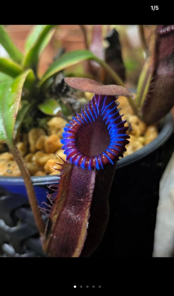 Another reason UV lights are cool! Look at these plants!