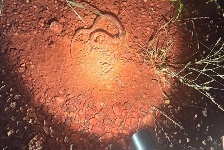 Found this little cutie with the Mirage Man 14500