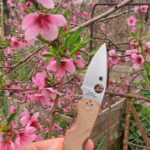 This knife will cut the peaches from these flowers