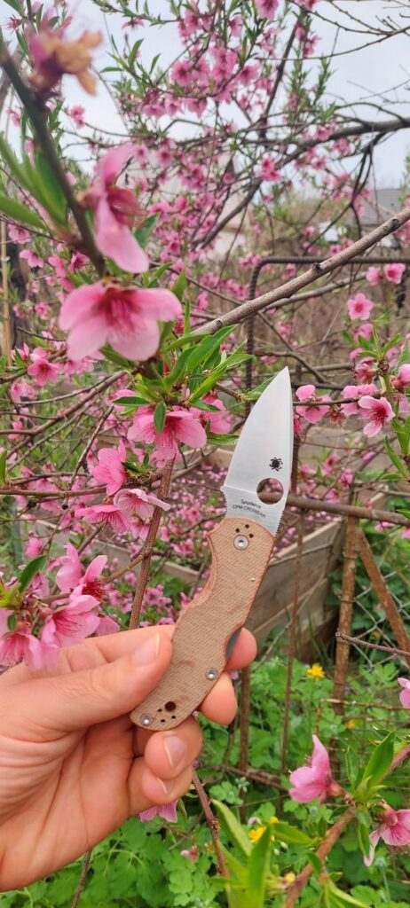 This knife will cut the peaches from these flowers