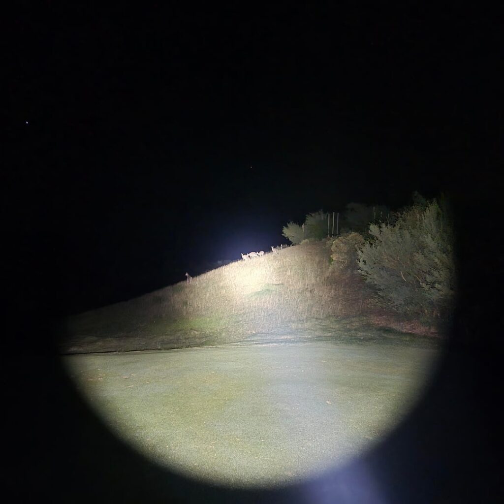 Fancy a pair of beans?