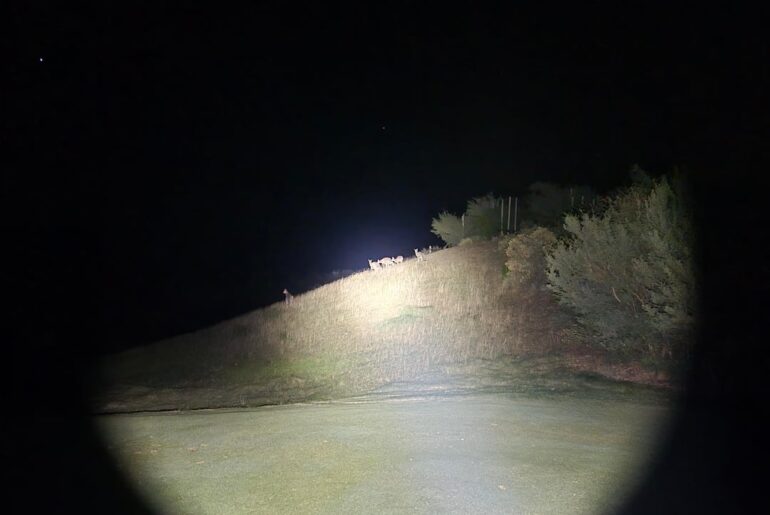 Fancy a pair of beans?