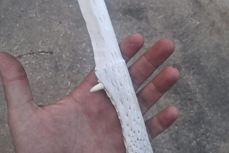 Alligator jaw bone Knife.