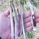 Sheepsfoot & Asparagus