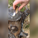 NKD Exposito Albacete Bull Horn