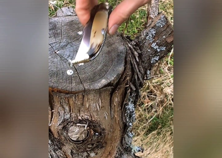 NKD Exposito Albacete Bull Horn