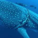 What's the knife the diver use to cut the rope?