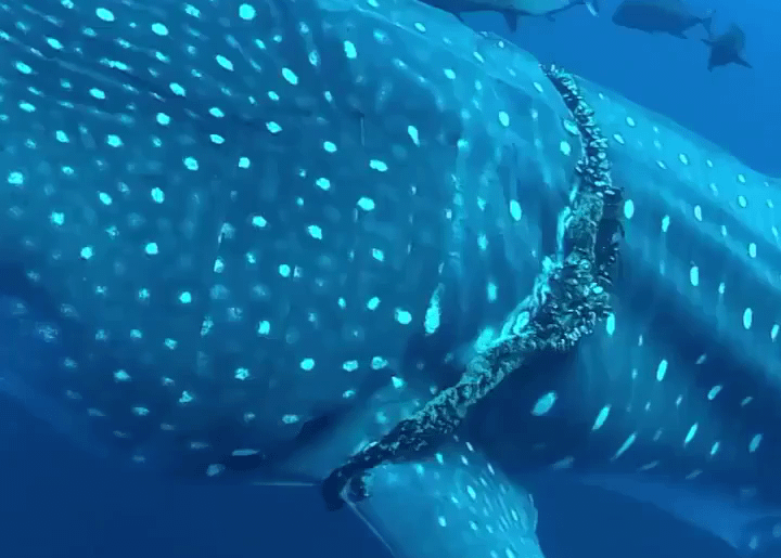 What's the knife the diver use to cut the rope?