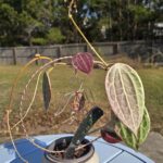 Jungle Wear in the Backyard Forest 🌿