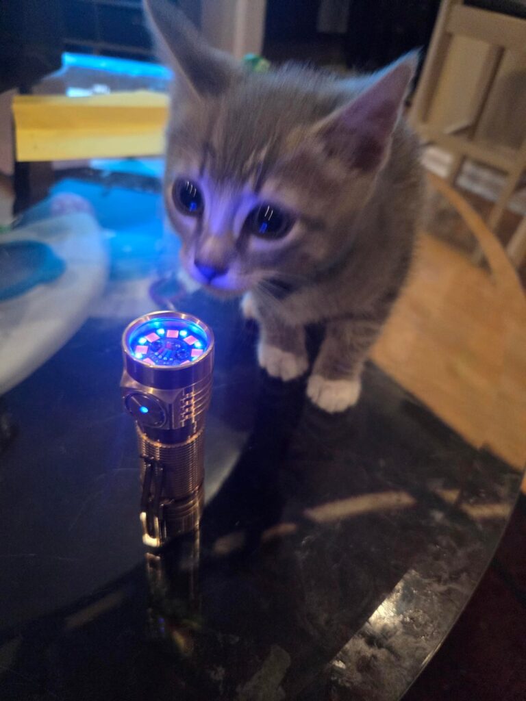 D4v2 plus kitty
