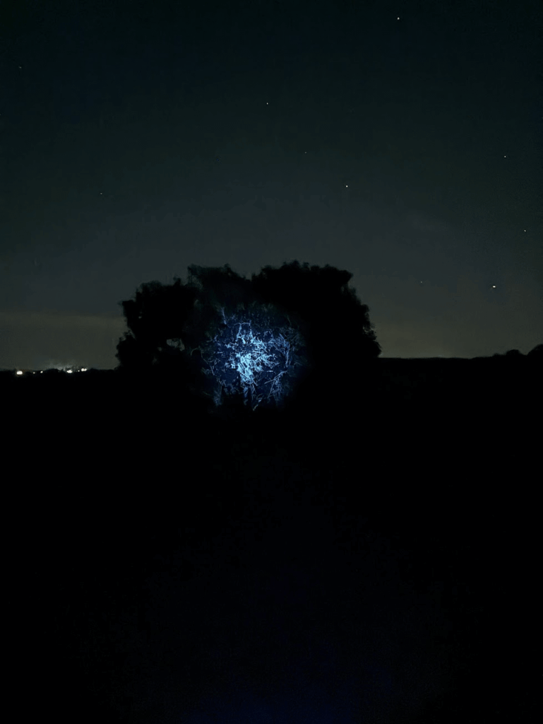 Second time out with the M21A UV. First time trying to capture some fluorescence.