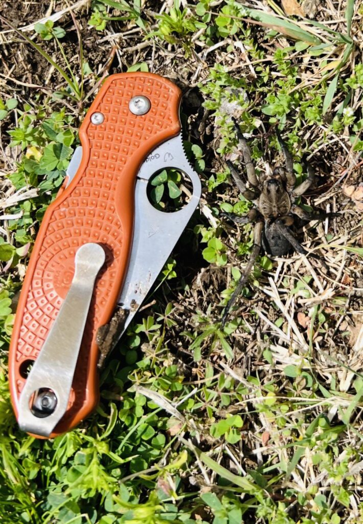 Spyderco doubles as a spider measurer