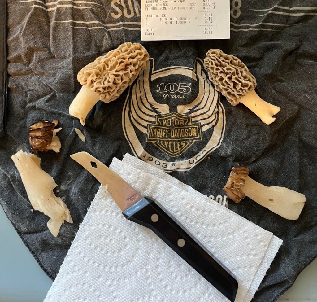 Four morels and a knife