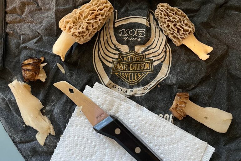 Four morels and a knife