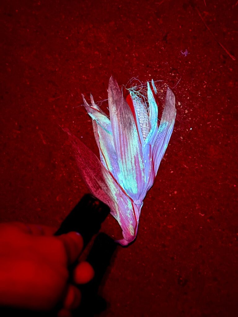 Apparently corn husks glow under UV light. Red light makes the contrast even crazier.