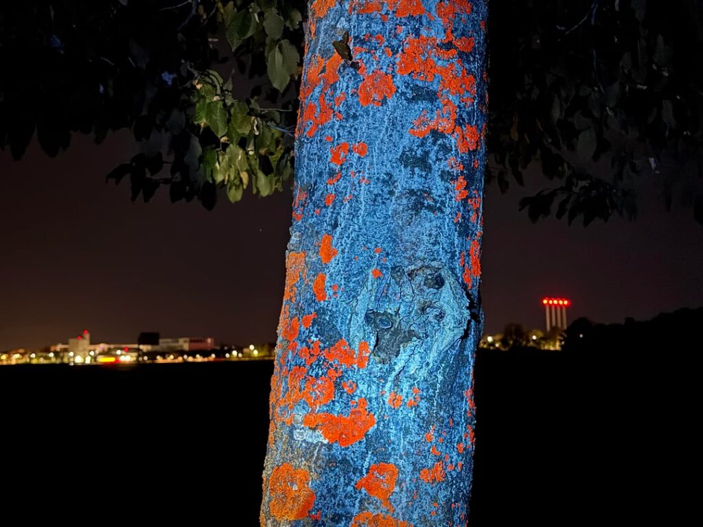 UV light people: what’s the coolest thing you’ve found in nature?