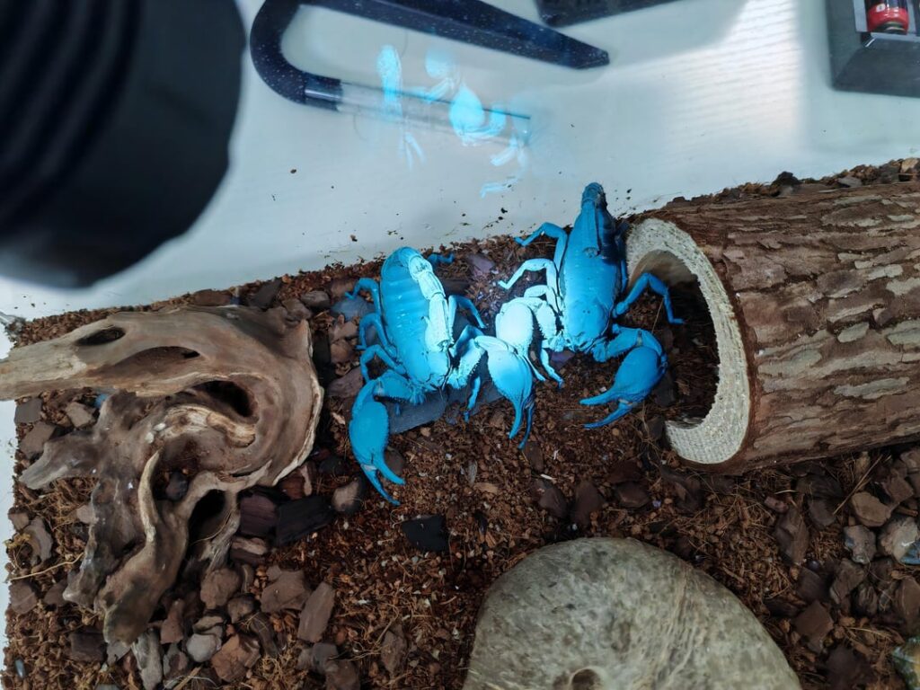 Testing the UltraFire C15S 365nm on scorpions, the ZWB2 filter is doing most of the work here