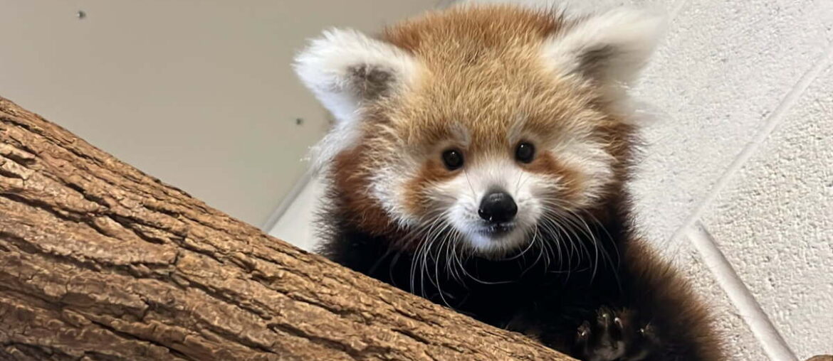 This adorable red panda cub needs a name and you get to choose