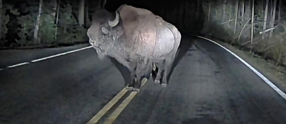 Yellowstone bison rams truck in middle of night, dashcam video shows