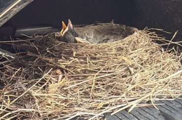 This Robin Family Turned an F-250 into a Wheely Good Nest